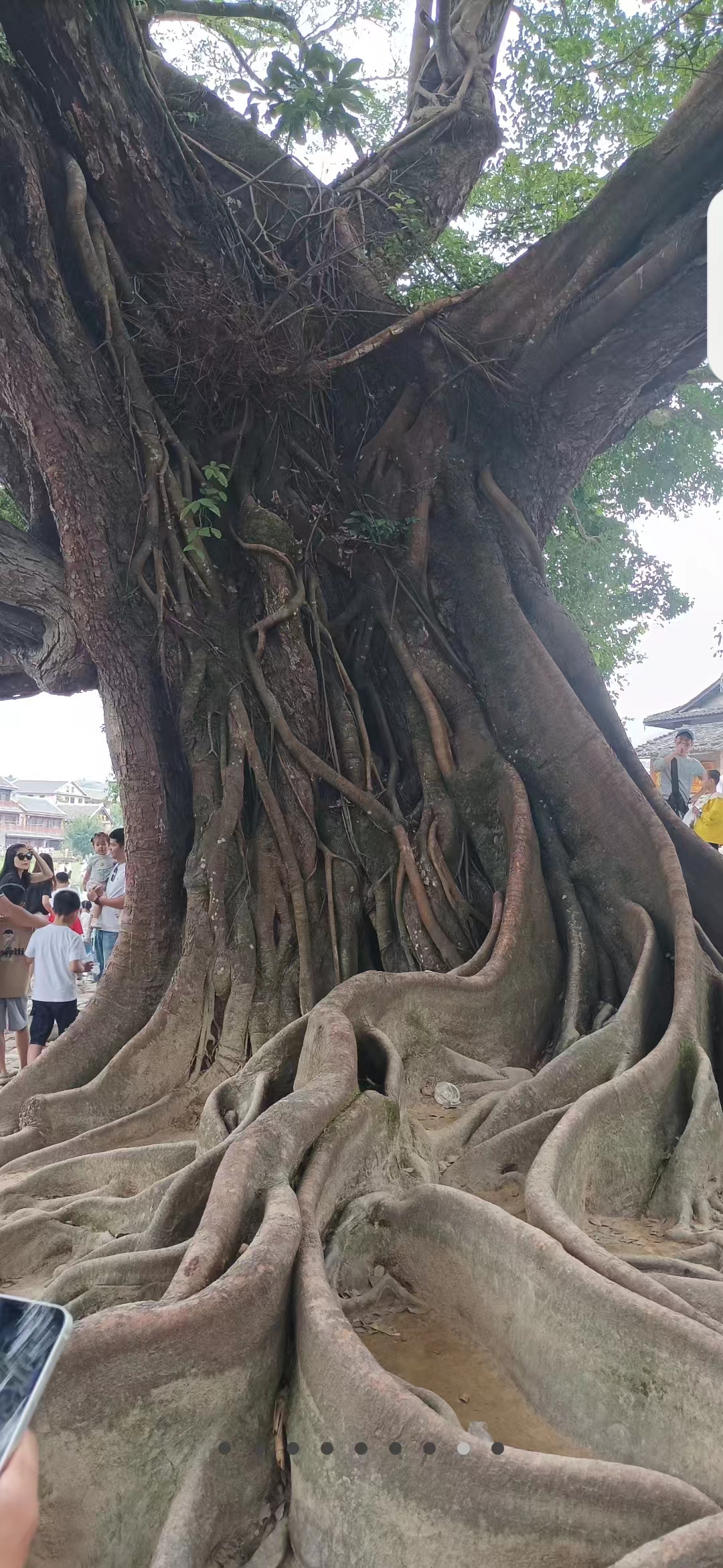 榕樹1 (2)