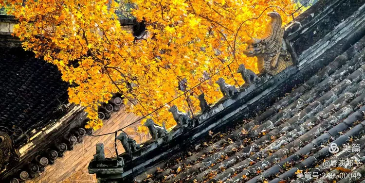圖片8