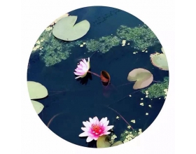 {t.title}